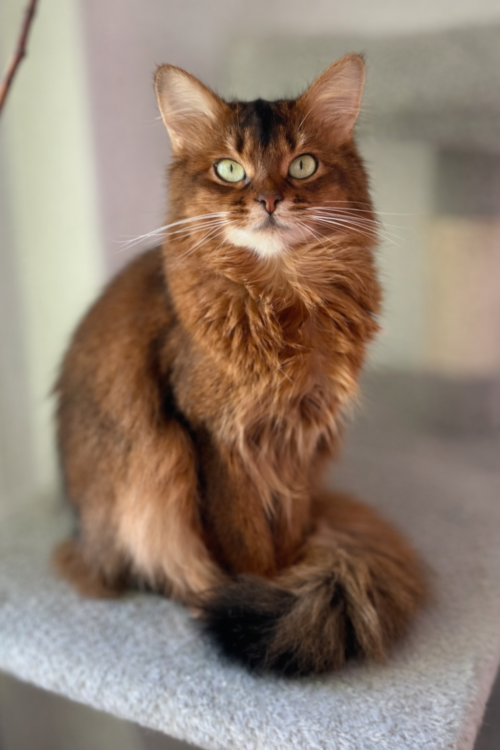 Ruddy somali cat
