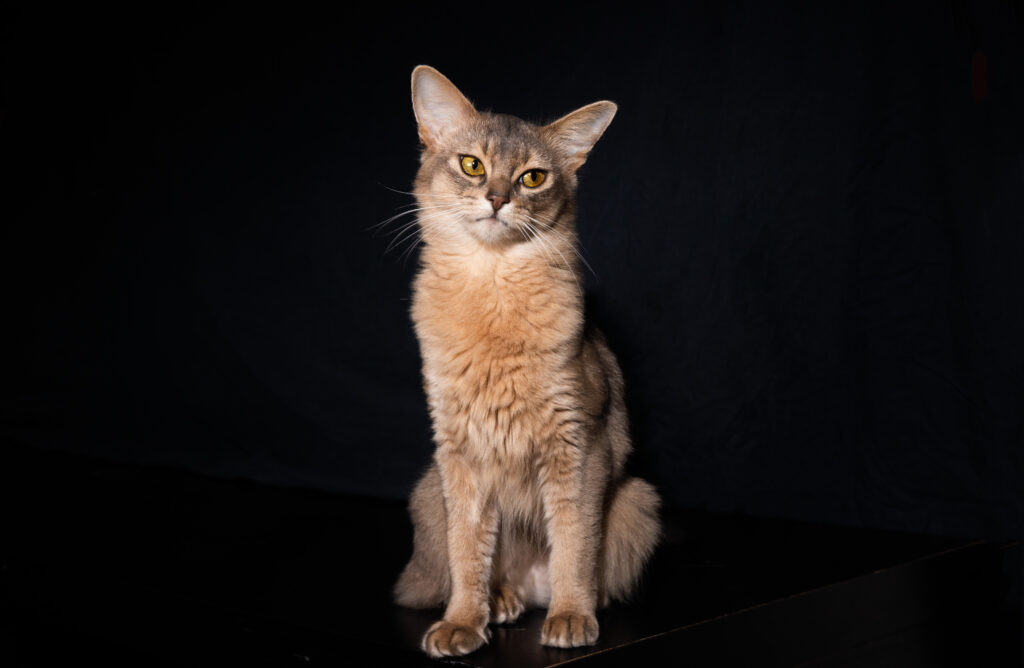 Blue somali cat Foxholm April