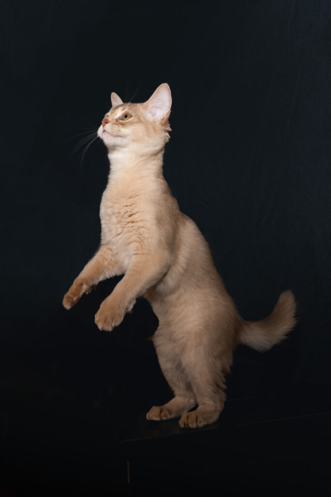 Fawn somali kitten