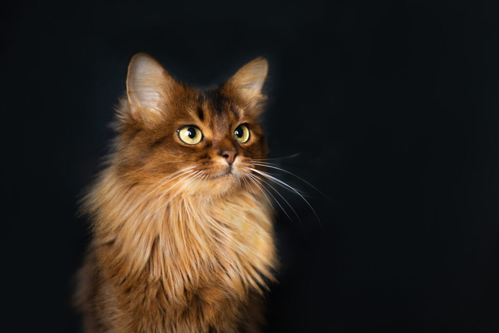 Ruddy somali cat Foxholm