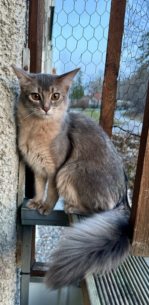 Foxholm Baby Blue somali kitten