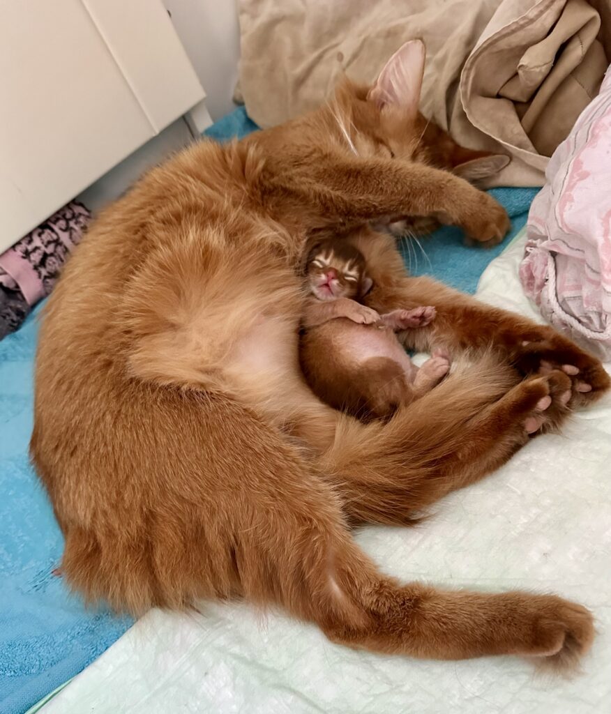 Sorrel Somali kitten Foxholm Sweden Europe