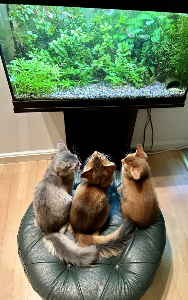 Somali kittens Foxholm Sweden Europe