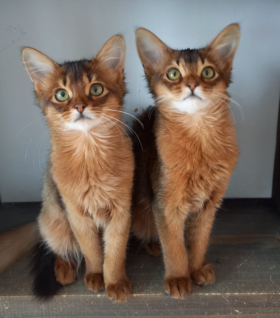 Ruddy Somali kitten Foxholm Sweden Europe