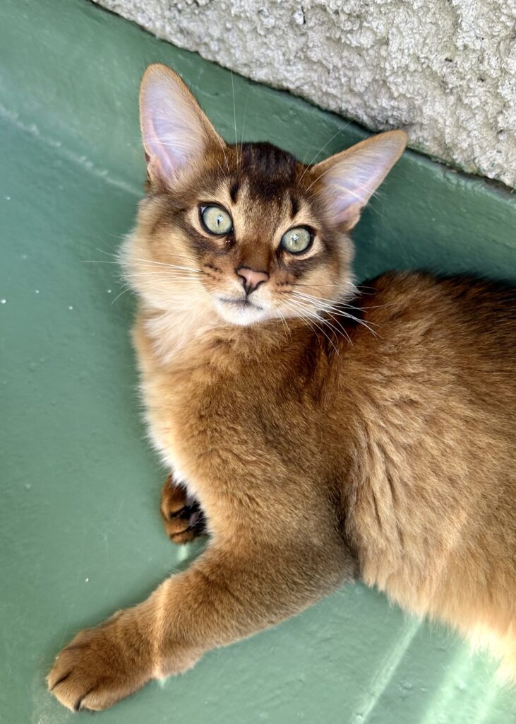 Ruddy Somali kitten Foxholm Sweden Europe