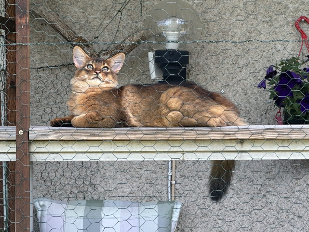 Ruddy Somali kitten Foxholm Sweden Europe
