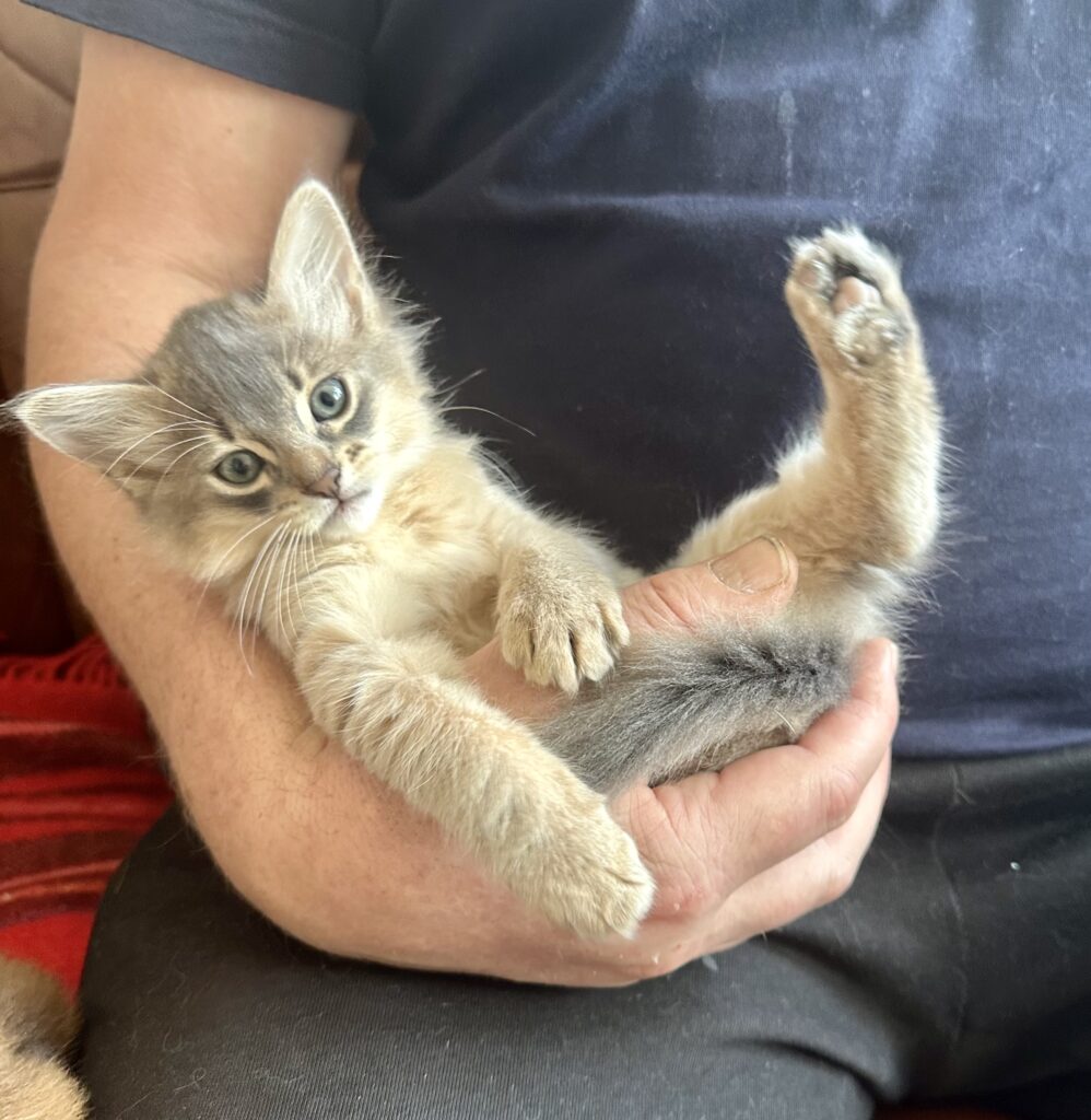 Blue Somali kitten Foxholm Sweden Europe