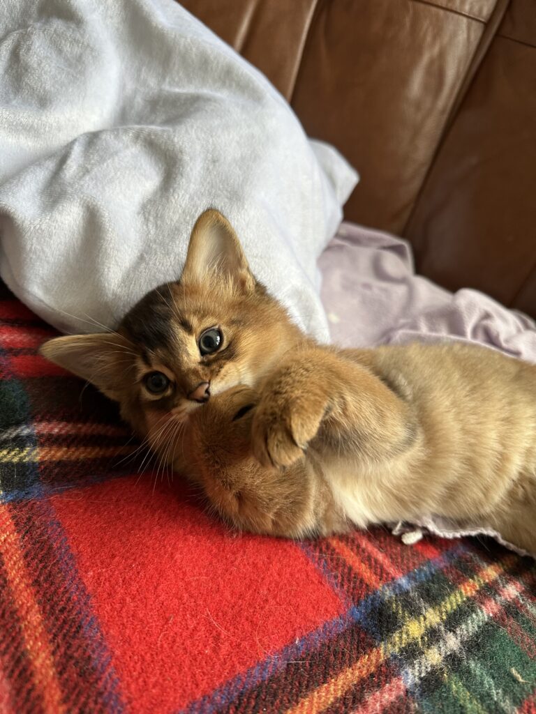 Ruddy Somali kitten Foxholm Sweden Europe
