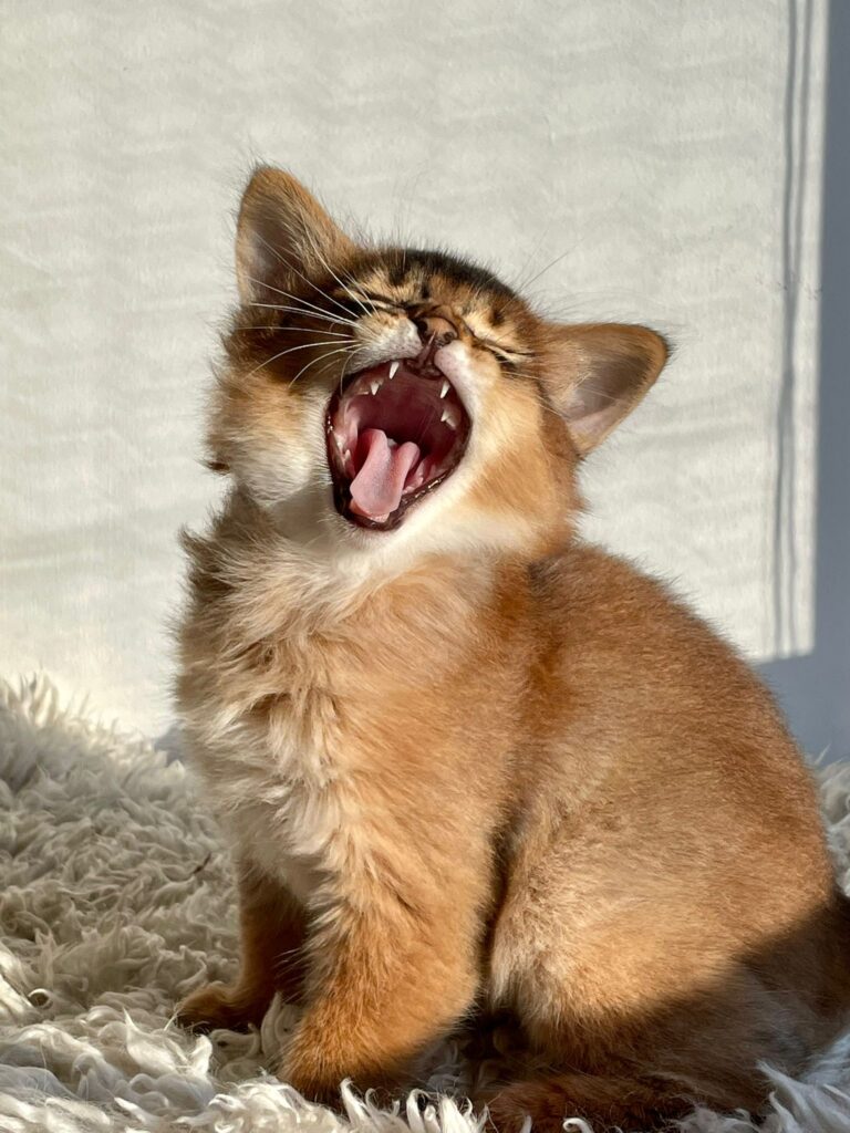 Ruddy Somali kitten Foxholm Sweden Europe