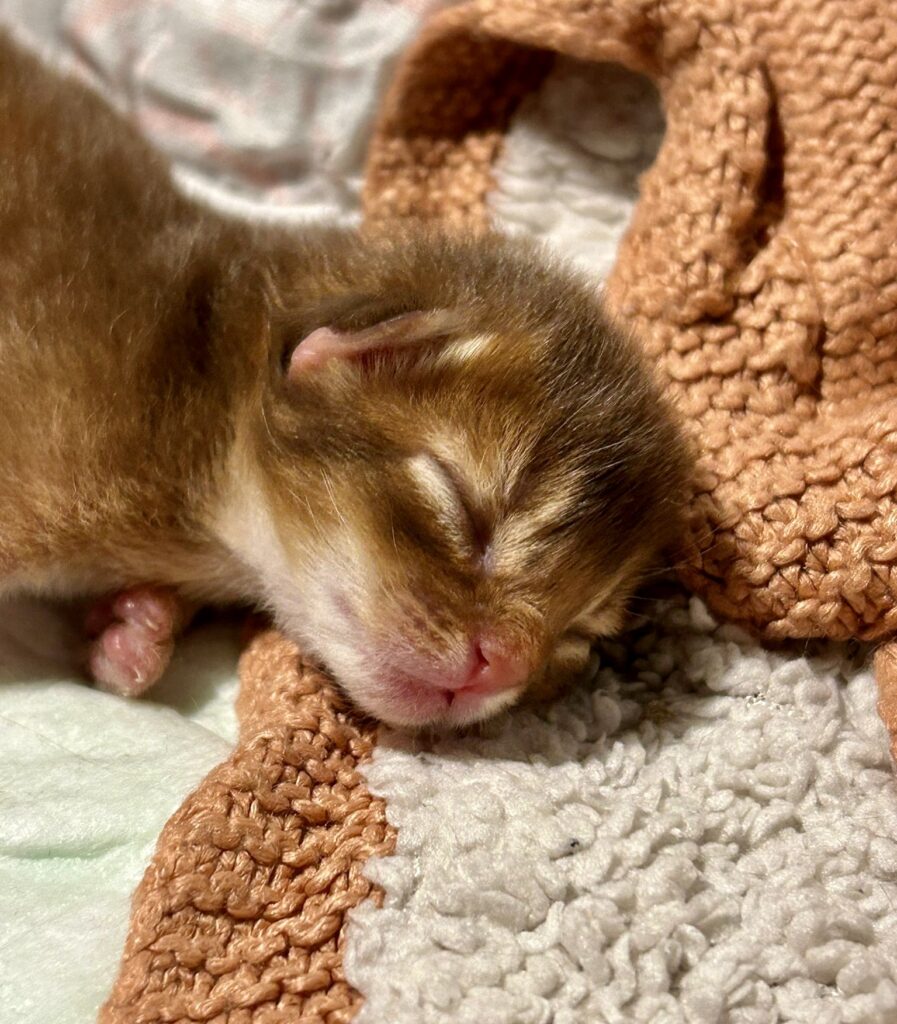 Sorrel Somali kitten Foxholm Sweden Europe