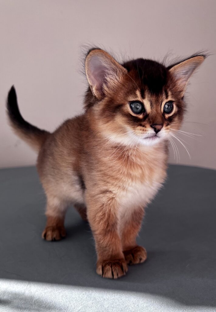 Ruddy Somali kitten Foxholm Sweden Europe