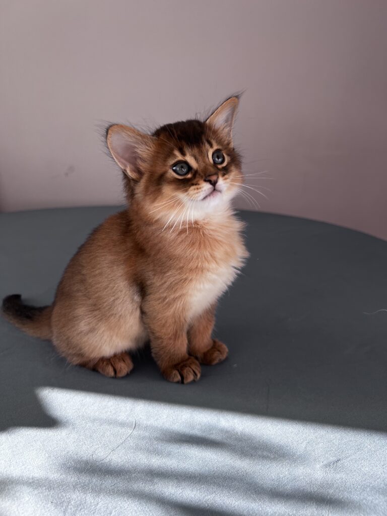 Ruddy Somali kitten Foxholm Sweden Europe