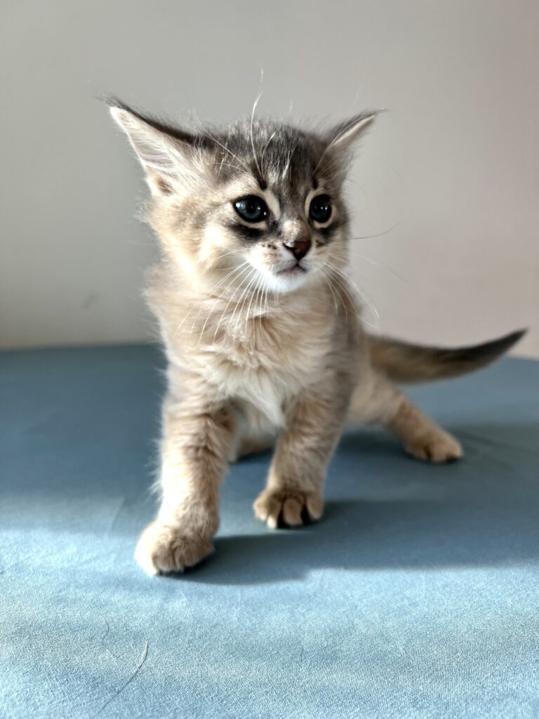 Blue Somali kitten Foxholm Sweden Europe