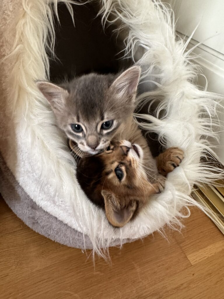 Ruddy ans blue Somali kittens Foxholm Sweden Europe