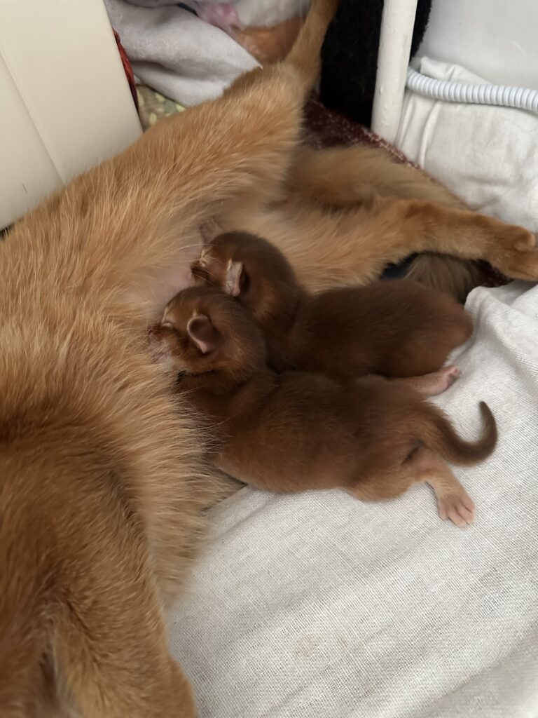Sorrel Somali kitten Foxholm Sweden Europe