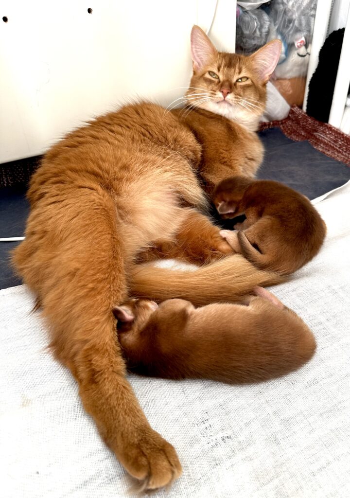 Sorrel Somali kitten Foxholm Sweden Europe