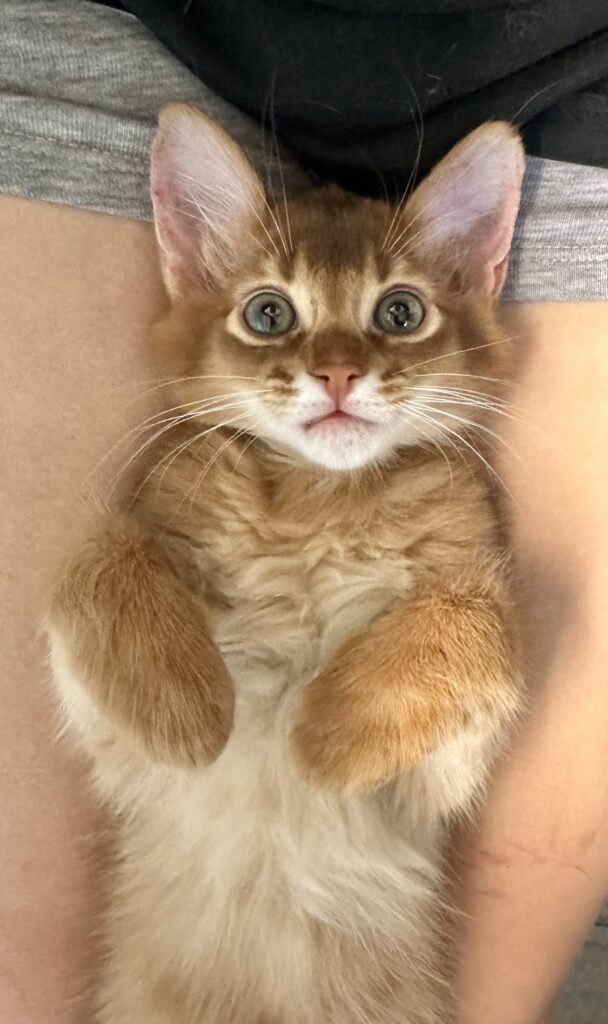 Sorrel Somali kitten Foxholm Sweden Europe