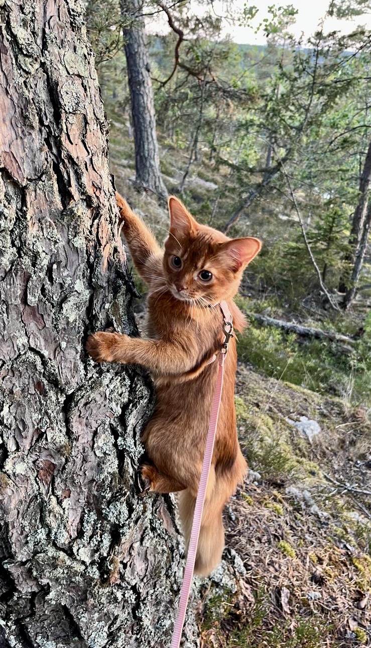 Sorrel somali kitten