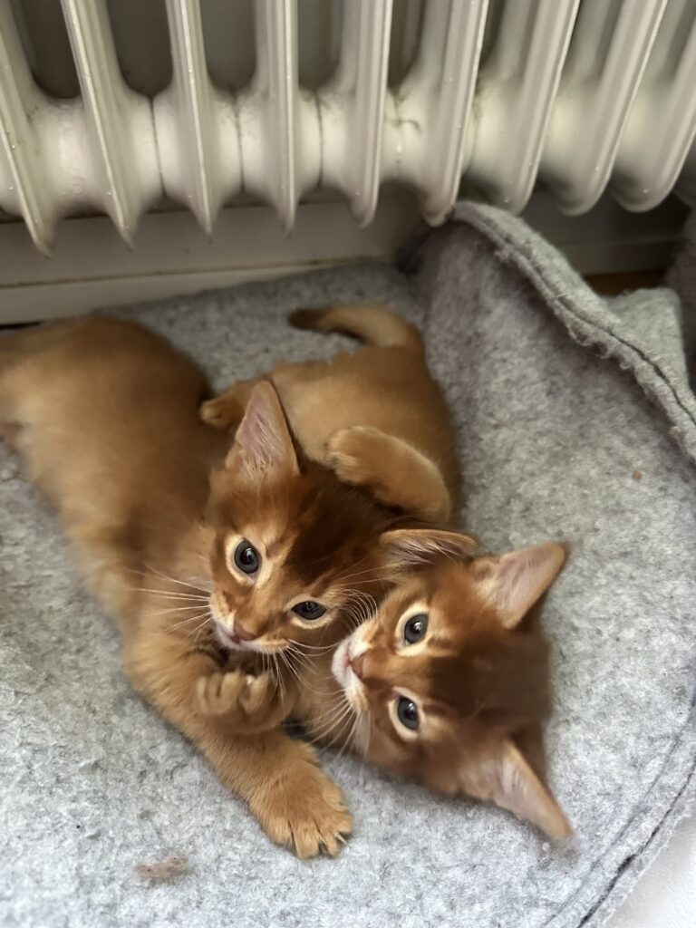 Sorrel Somali kitten Foxholm Sweden Europe