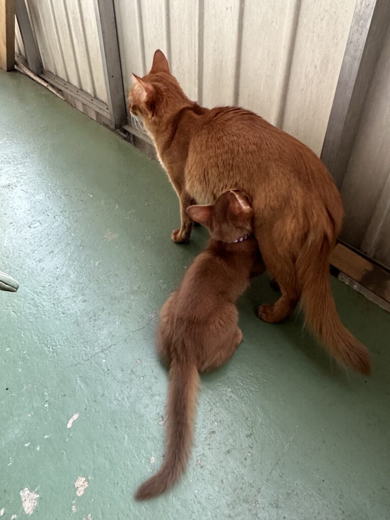 Sorrel Somali kitten Foxholm Sweden Europe