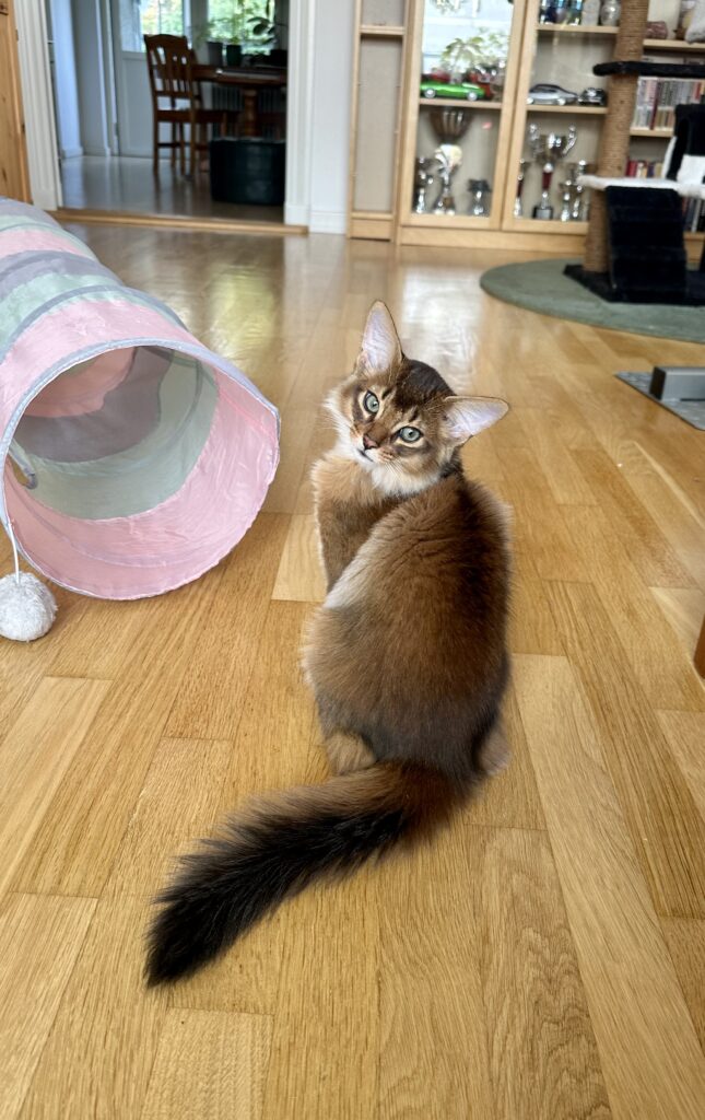 Ruddy Somali kitten Foxholm Sweden Europe