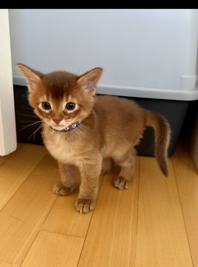 Sorrel Somali kitten Foxholm Sweden Europe