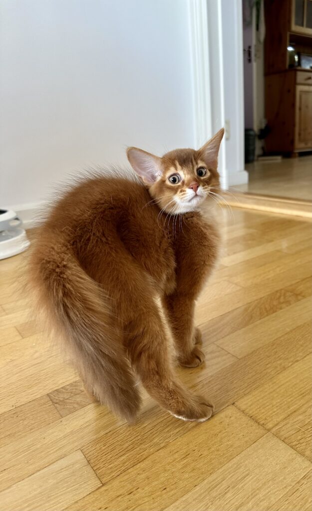 Sorrel Somali kitten Foxholm Sweden Europe
