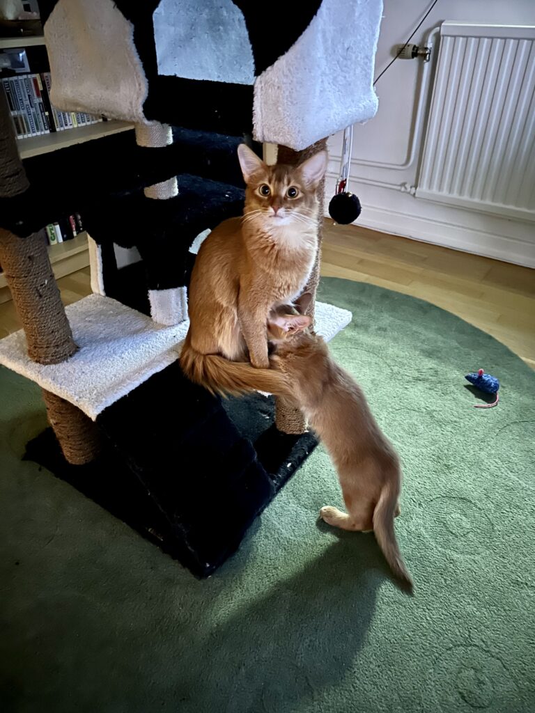 Sorrel Somali kitten Foxholm Sweden Europe