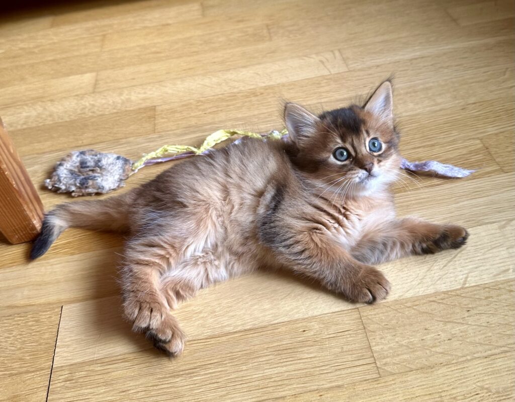 Ruddy Somali kitten Foxholm Sweden Europe