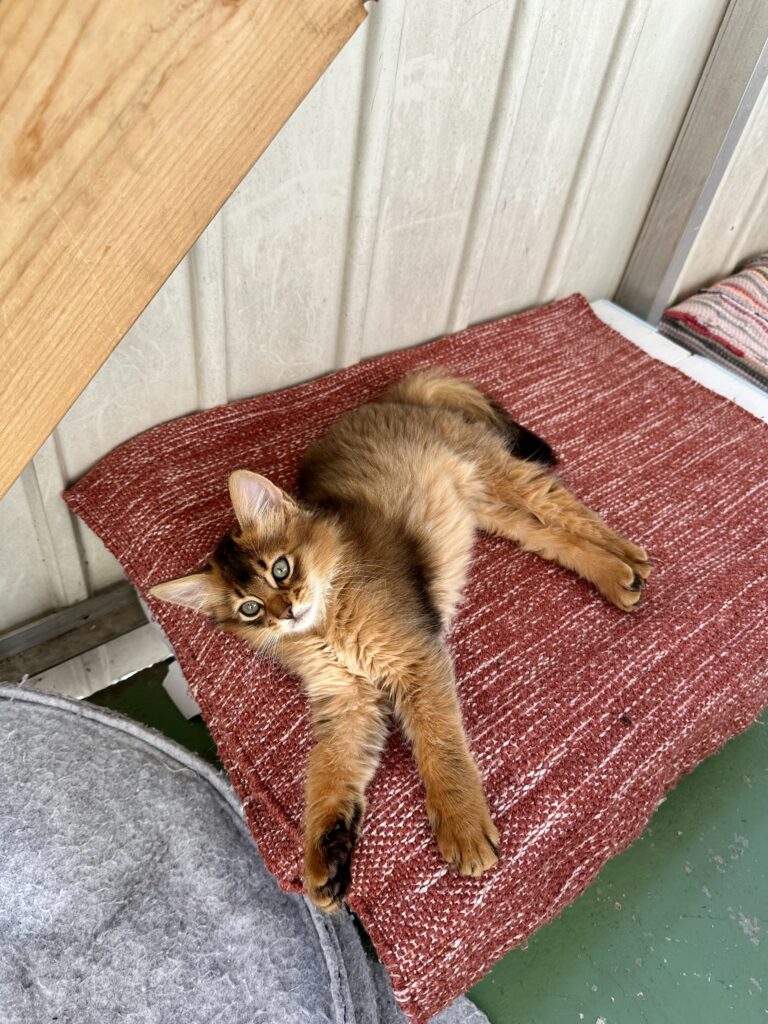 Ruddy Somali kitten Foxholm Sweden Europe