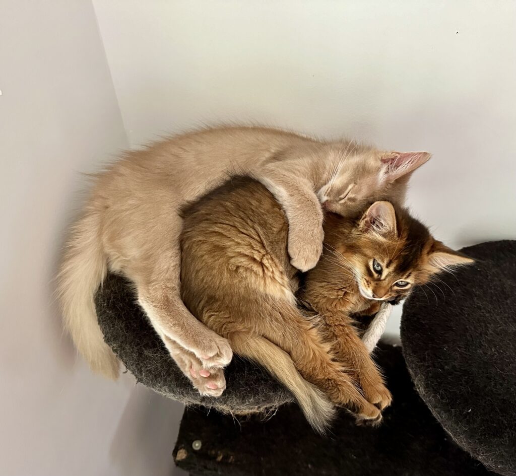 Ruddy and fawn Somali kitten Foxholm Sweden Europe