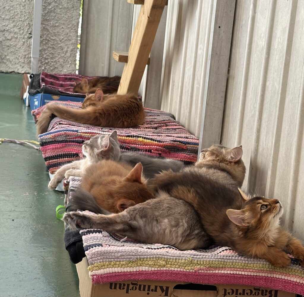 Somali kittens Foxholm Sweden Europe