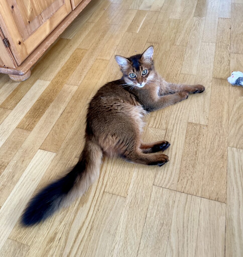 Ruddy somali kitten Foxholm Europe