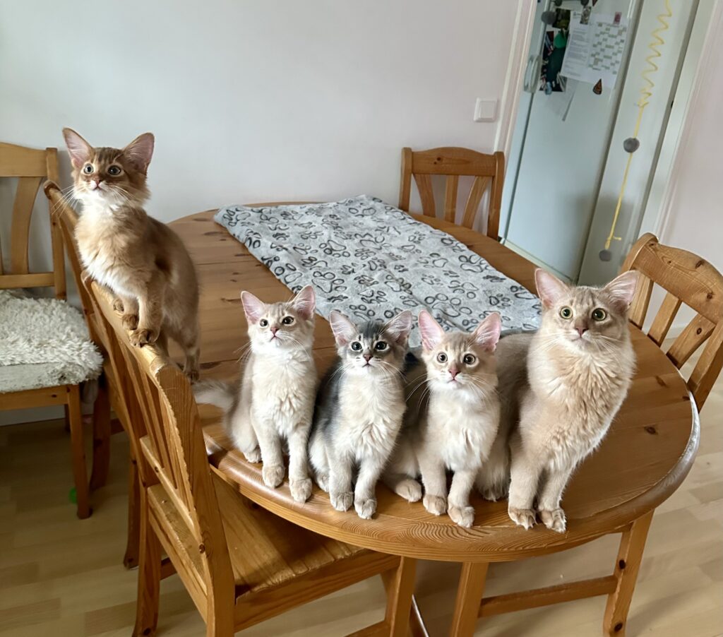 Somali kittens Foxholm Sweden Europe