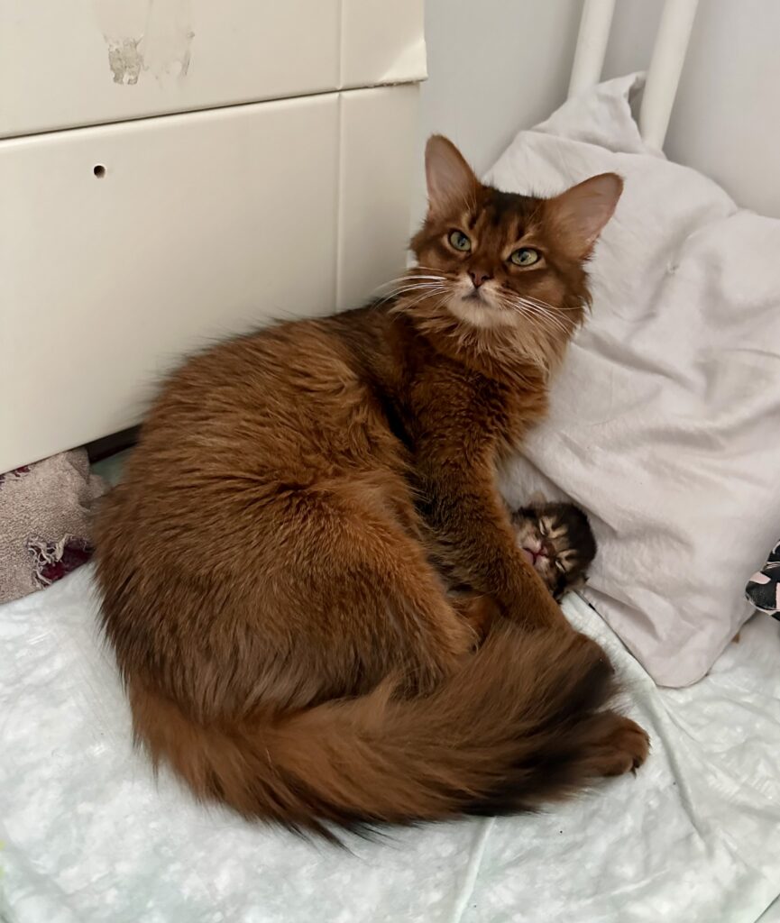 Ruddy Somali kitten Foxholm Sweden Europe