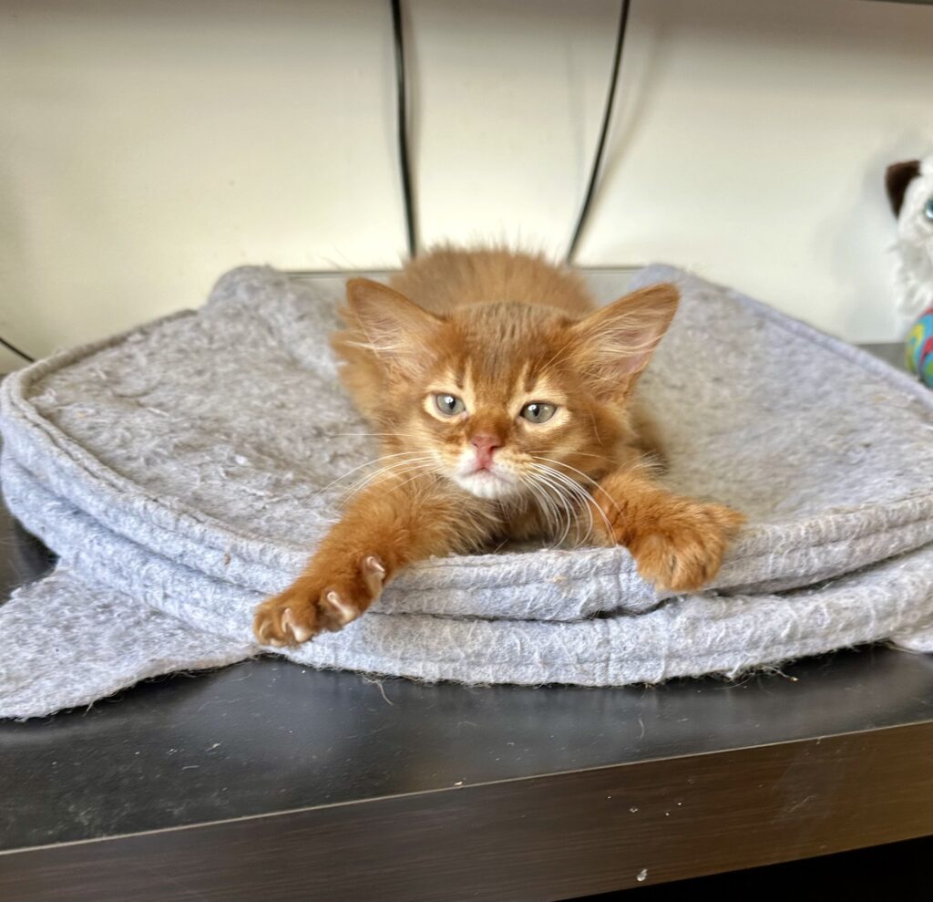Sorrel Somali kitten Foxholm Sweden Europe