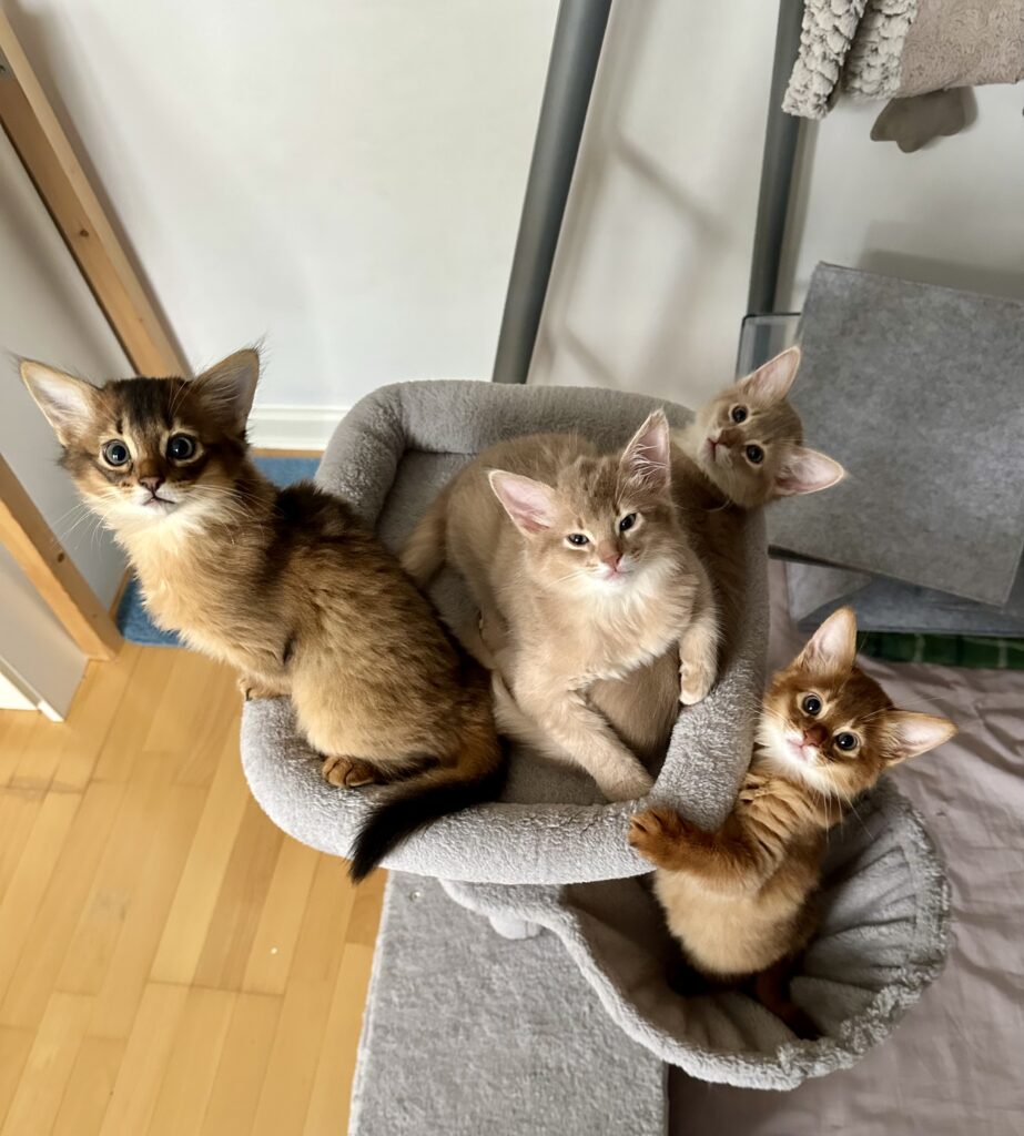 Somali kittens Foxholm Sweden Europe