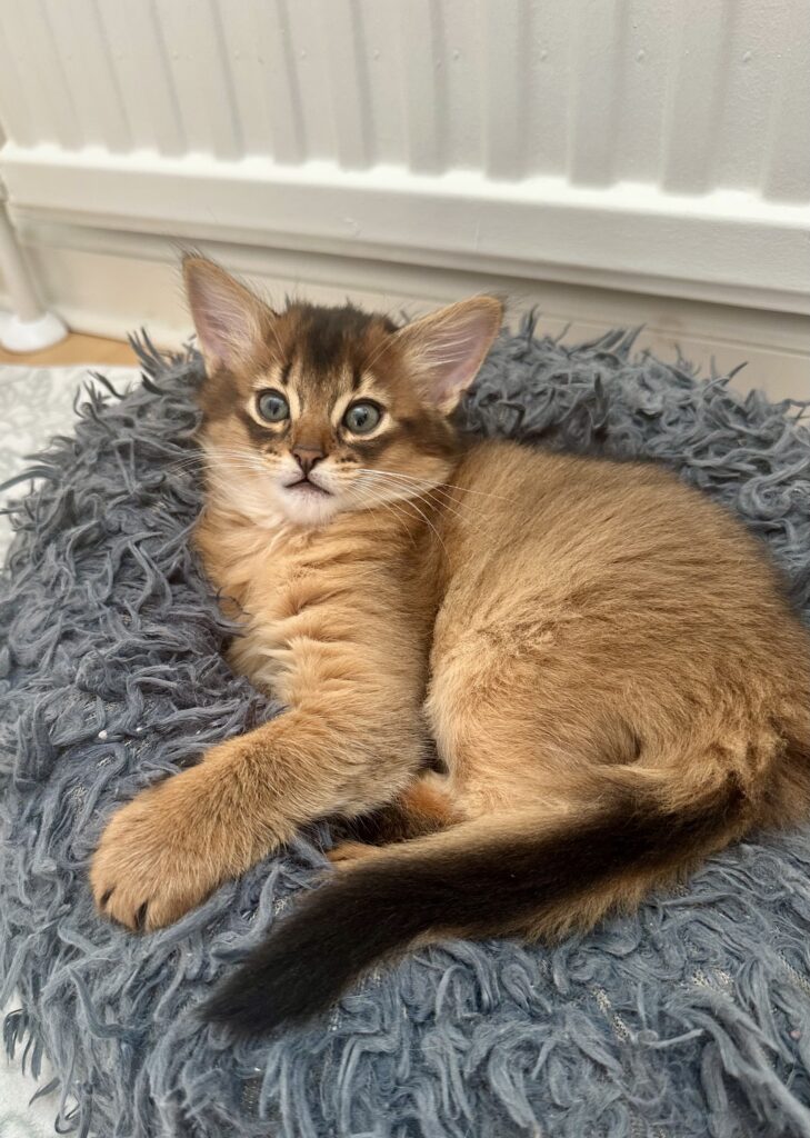 Ruddy Somali kitten Foxholm Sweden Europe