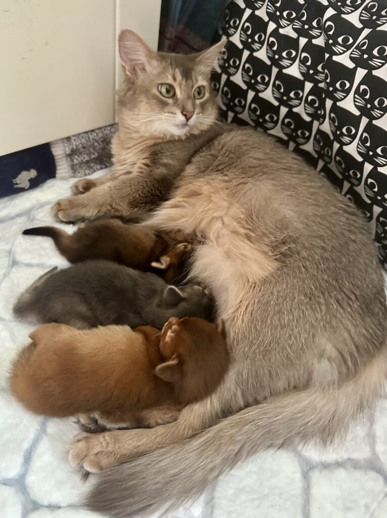 Somali kittens Foxholm Sweden Europe
