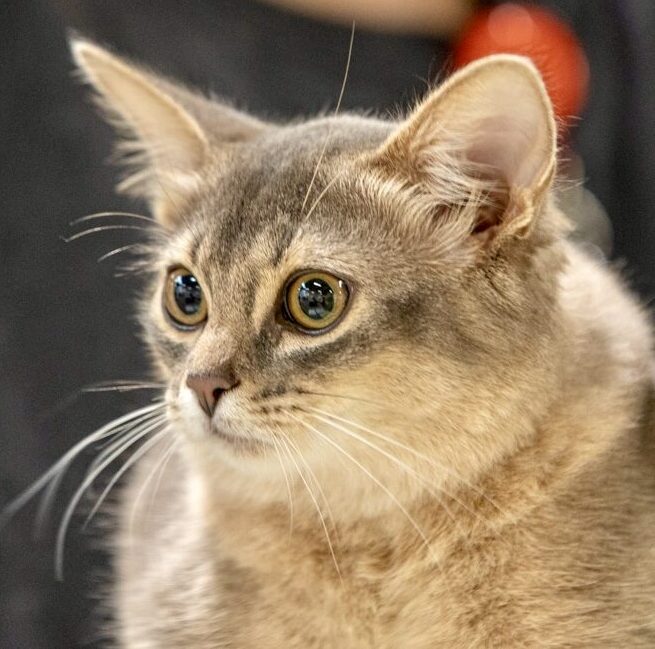 Blue Somali