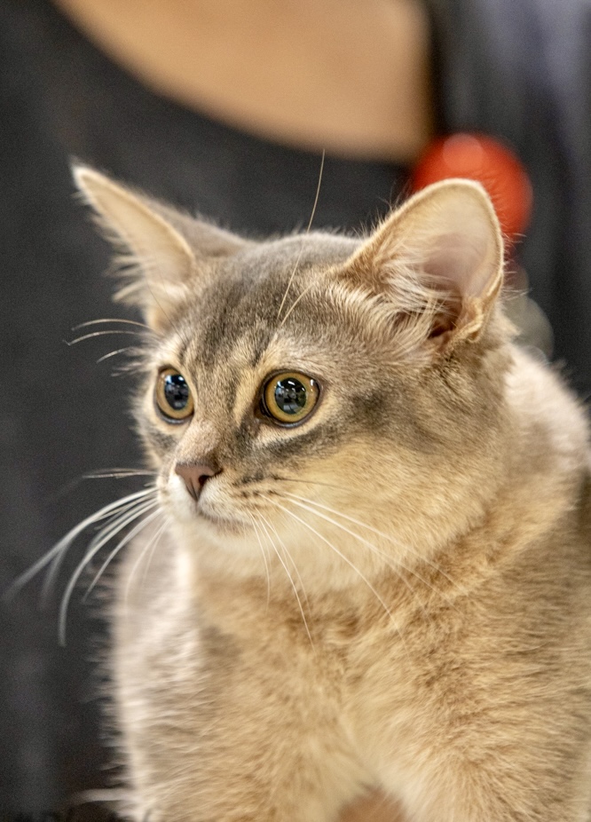 Foxholm April Best in Show somali blue kitten