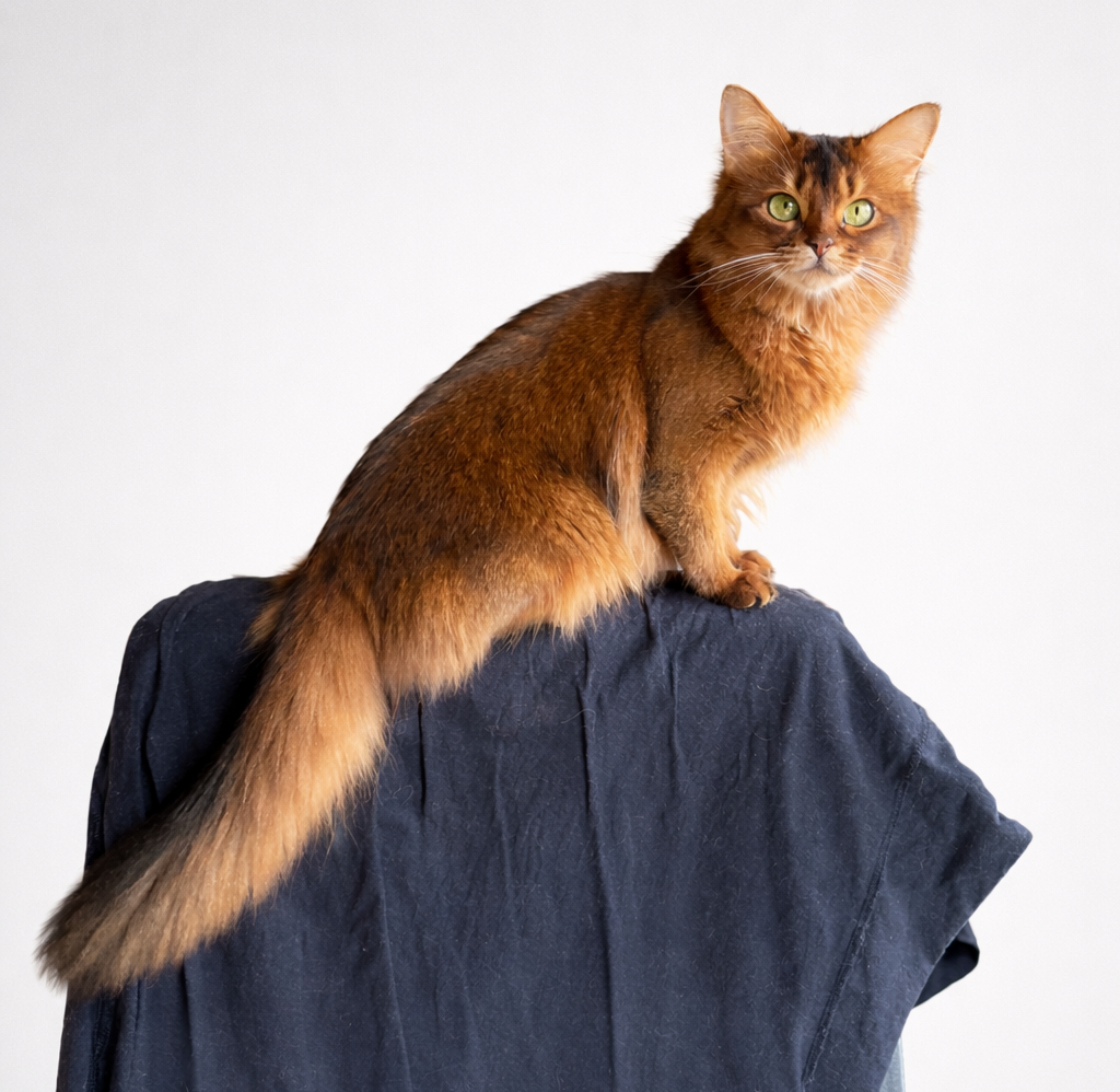 Ruddy Somali cat