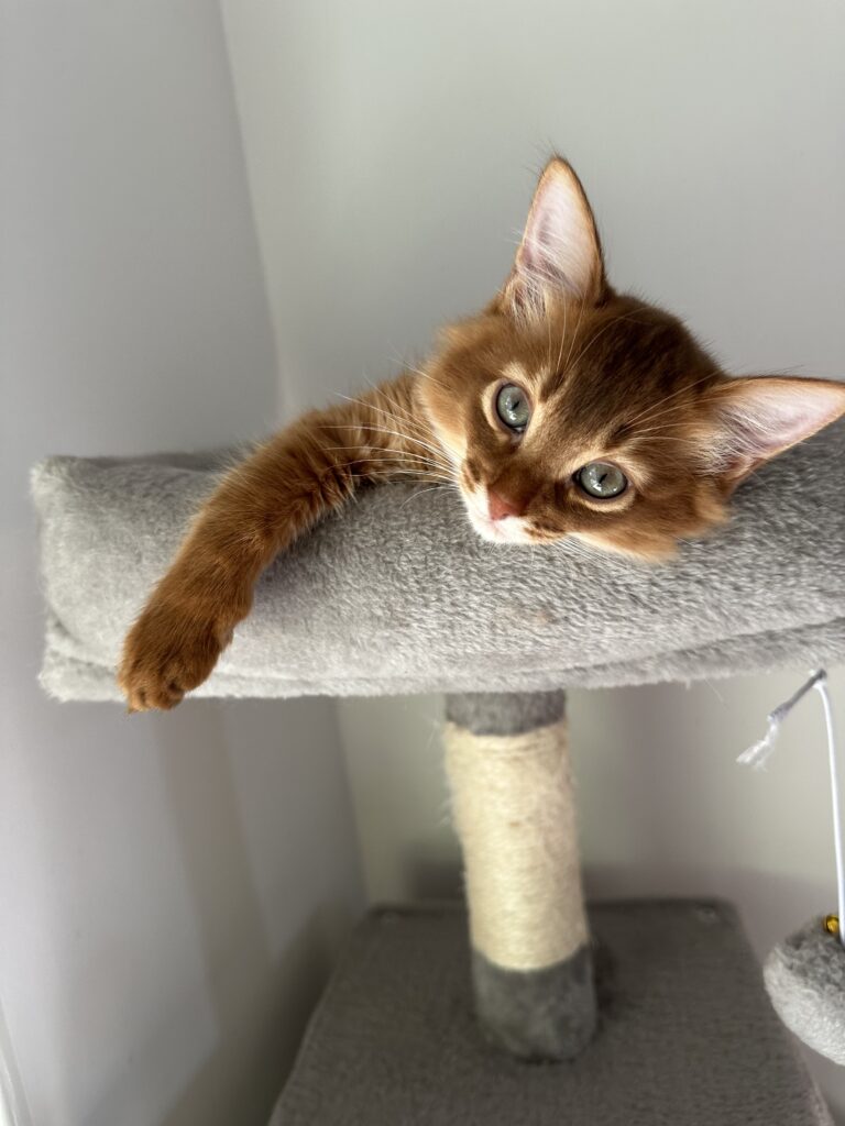 Sorrel Somali kitten Foxholm
