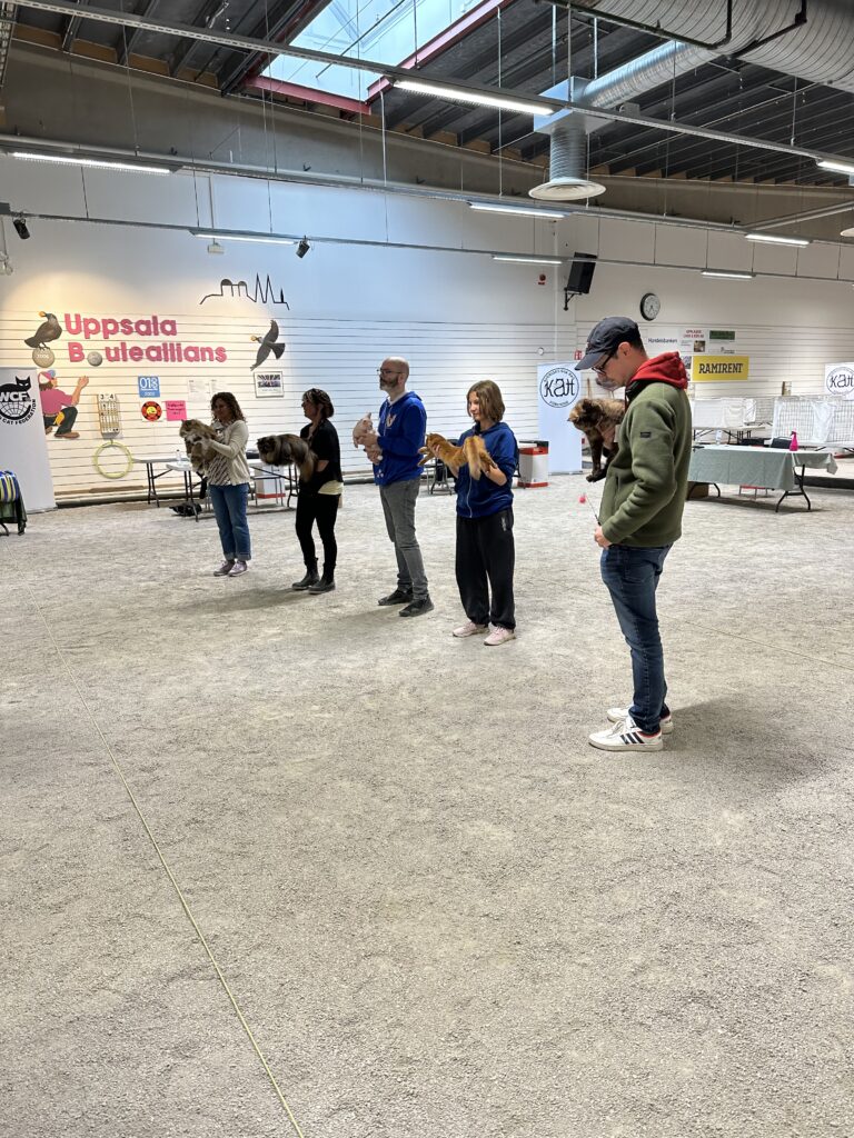 Best in show competition with Foxholm somali