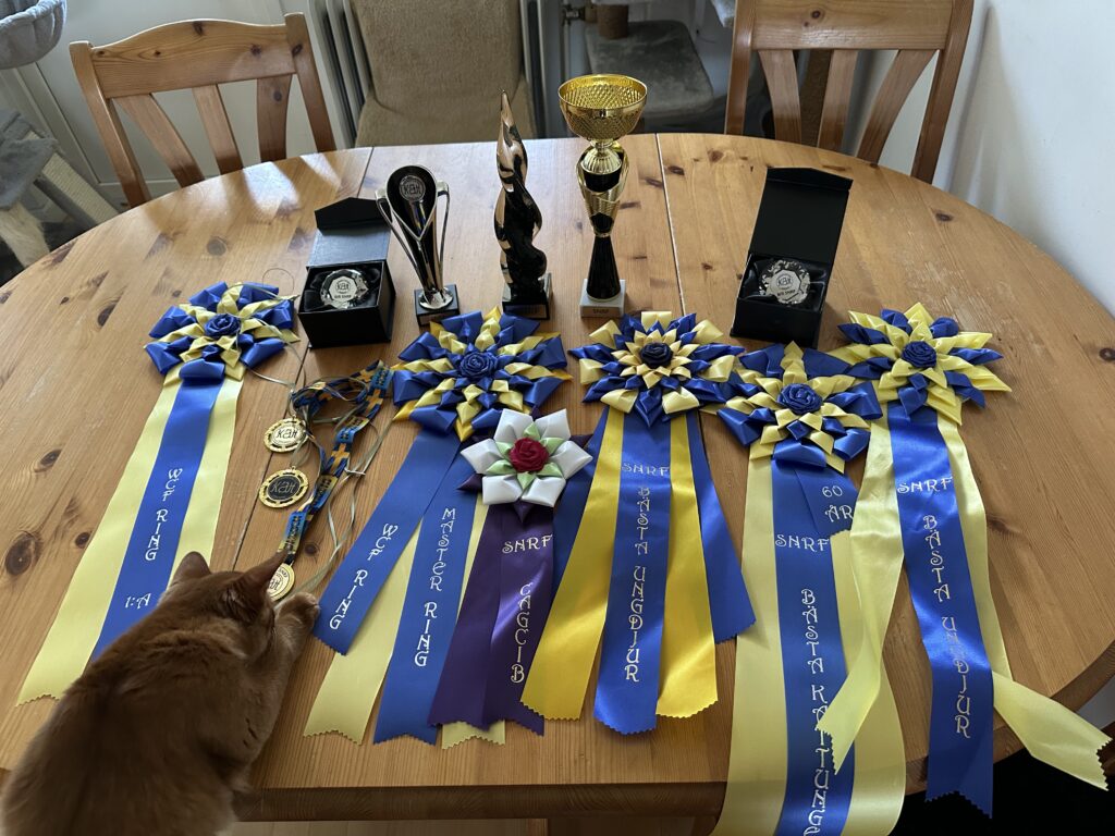 Foxholm Tails sorrel somali kitten and dubble master WCF