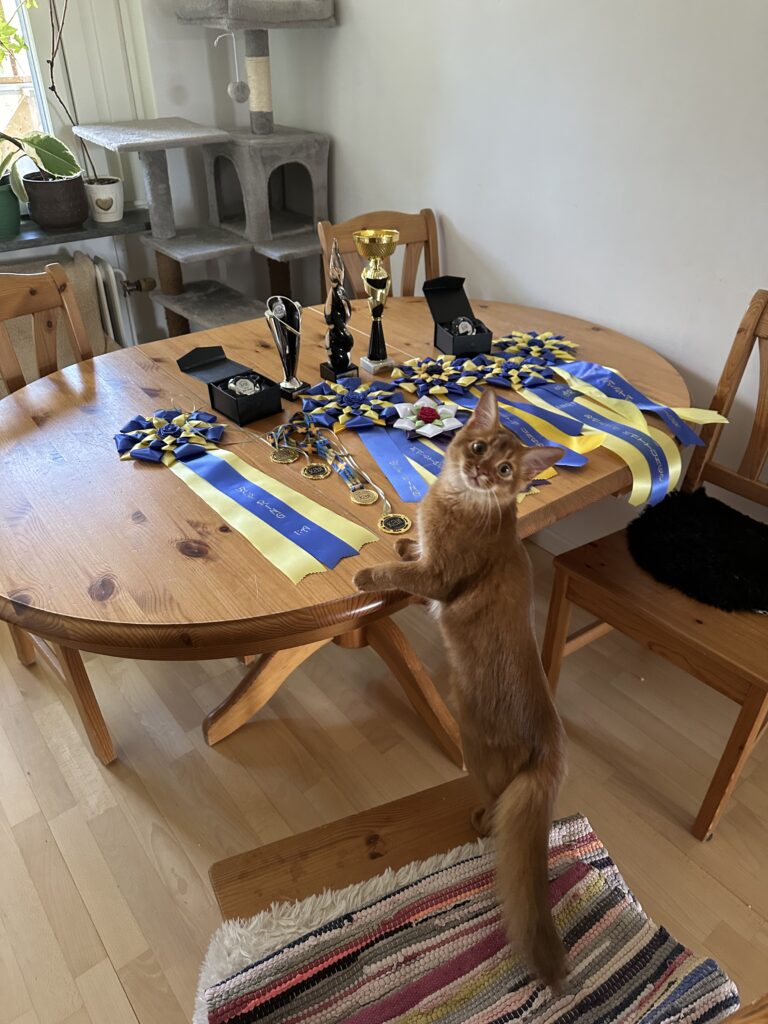 Foxholm Tails sorrel somali kitten with her prizes
