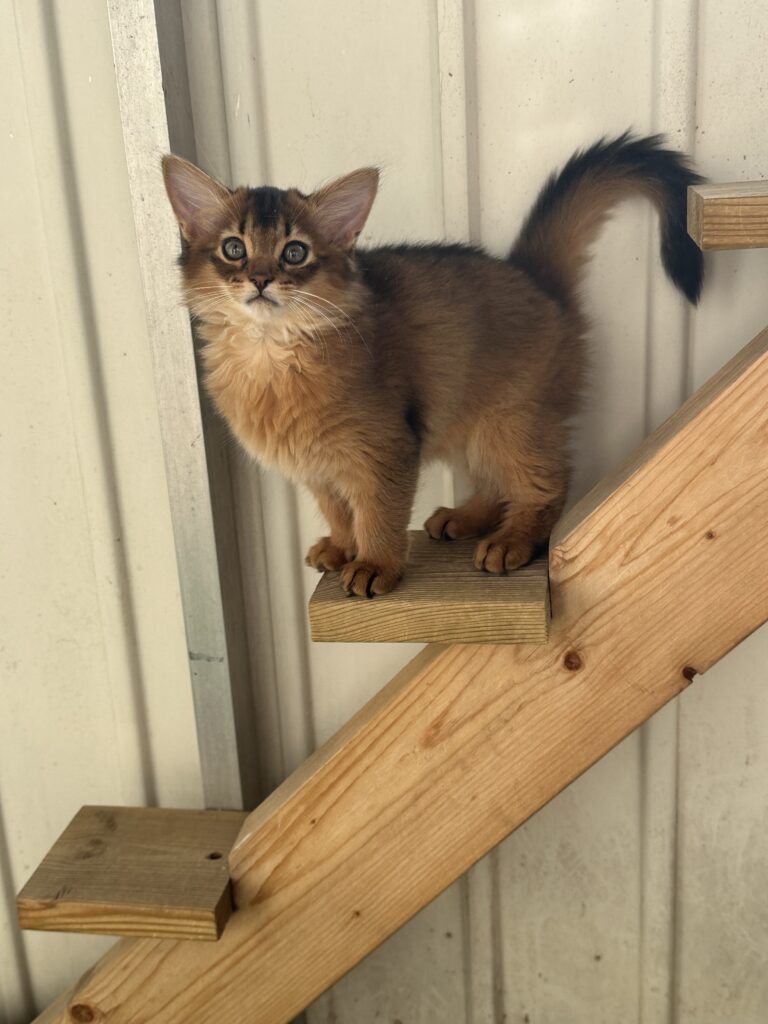 Foxholm Liv ruddy somali kitten