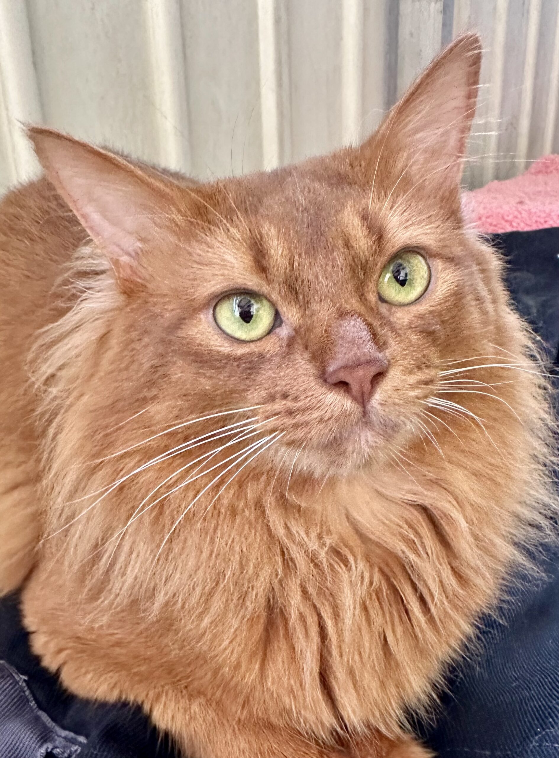 Sorrel Somali