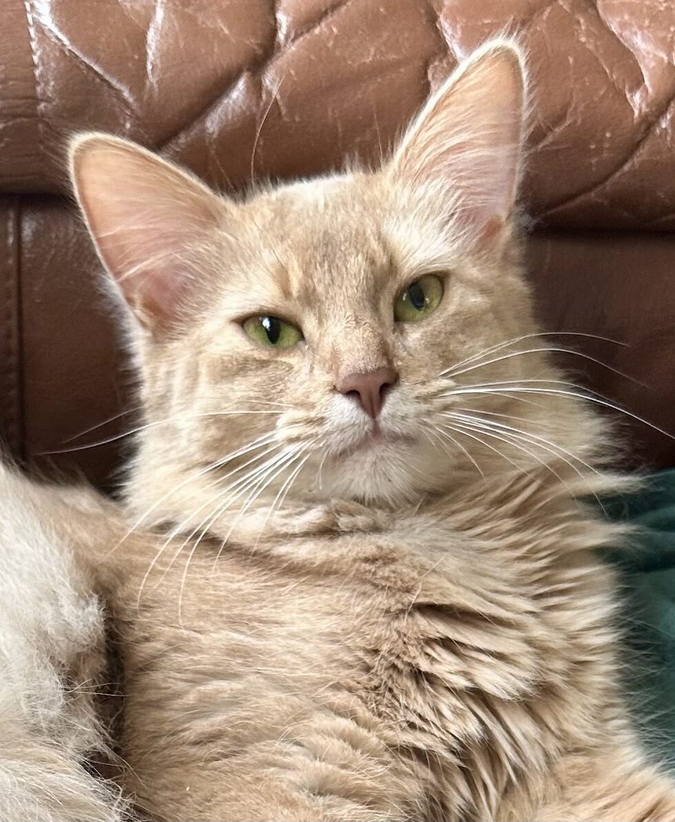 Fawn Somali