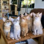 Foxholm somali kittens